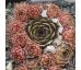 Sempervivum PLEIADE