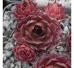 Sempervivum KISTY