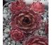 Sempervivum KISTY