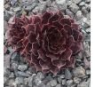 Sempervivum LORD MORTON