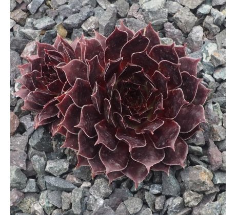 Sempervivum LORD MORTON