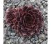 Sempervivum LORD MORTON