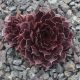 Sempervivum LORD MORTON