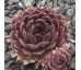 Sempervivum NATALIE II