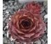 Sempervivum ABIGA