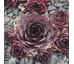 Sempervivum BLACK DIANA
