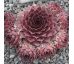 Sempervivum MEDAILLON
