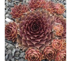 Sempervivum MAGNIFICUM