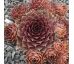 Sempervivum MAGNIFICUM