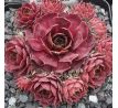 Sempervivum RED SKIN