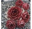 Sempervivum T`BOZ