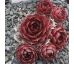 Sempervivum T`BOZ