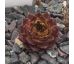 Sempervivum NORALIS
