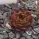 Sempervivum NORALIS