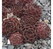 Sempervivum ISAAC DYSON