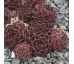 Sempervivum ISAAC DYSON