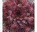 Sempervivum RED TESS