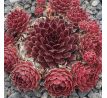 Sempervivum CARINA