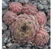 Sempervivum ZELEBORII