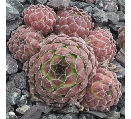 Sempervivum ZELEBORII