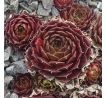 Sempervivum MOHAIR