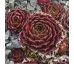 Sempervivum MOHAIR