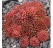 Sempervivum PACIFIC GREEN ROSE
