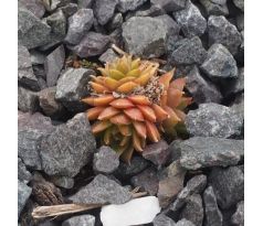 Sempervivum LITTLE MISS SUNSHINE
