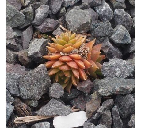 Sempervivum LITTLE MISS SUNSHINE