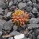 Sempervivum LITTLE MISS SUNSHINE