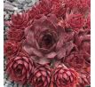 Sempervivum PURDY`S 60-1