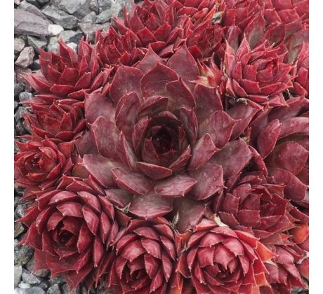 Sempervivum PURDY`S 60-1