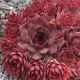 Sempervivum PURDY`S 60-1