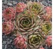 Sempervivum CHRAM SPOON