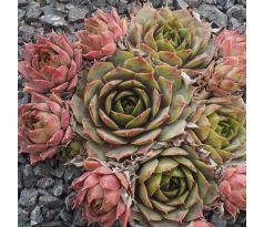 Sempervivum CHRAM SPOON