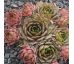 Sempervivum CHRAM SPOON