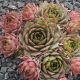 Sempervivum CHRAM SPOON