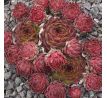 Sempervivum COURT JESTER