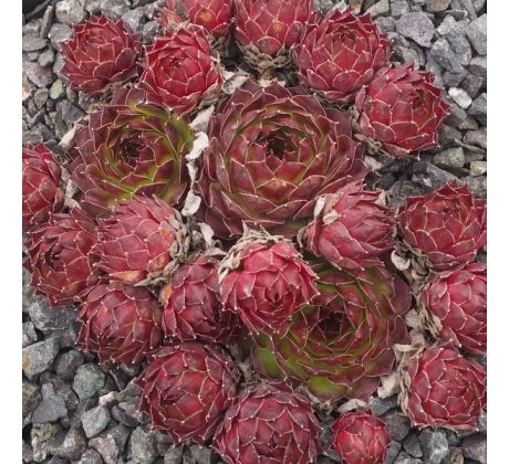 Sempervivum COURT JESTER