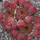 Sempervivum COURT JESTER