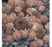 Sempervivum BENDERIKA