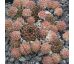 Sempervivum BENDERIKA
