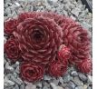 Sempervivum VENUS