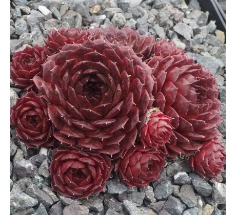Sempervivum VENUS
