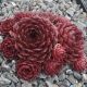 Sempervivum VENUS