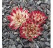 Sempervivum SAXON