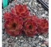 Sempervivum FOX HILL