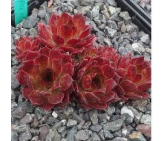 Sempervivum FOX HILL