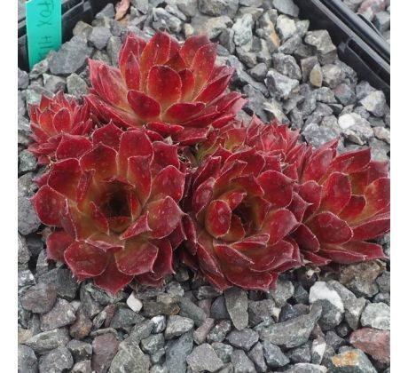 Sempervivum FOX HILL