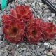 Sempervivum FOX HILL